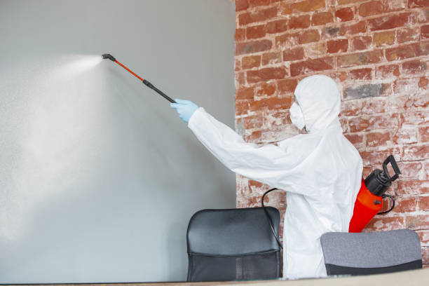 Best Mold Removal for HVAC Installations  in Frankfort, MI