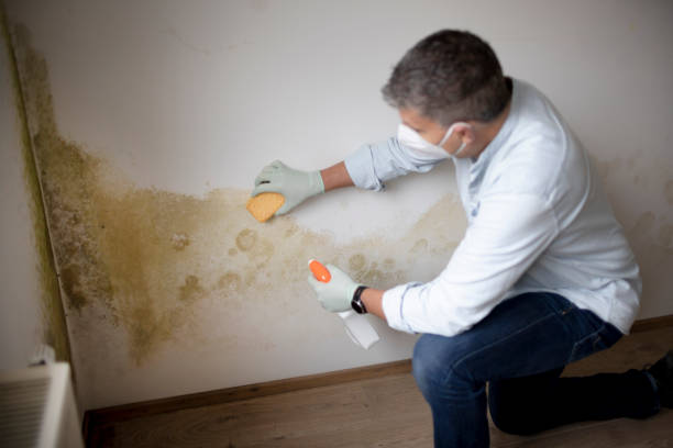 Best Mold Damage Restoration  in Frankfort, MI