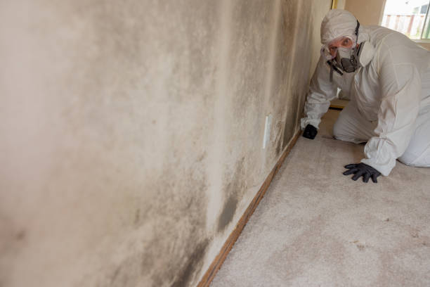 Best Crawl Space Mold Remediation  in Frankfort, MI